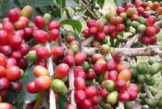 Sempat Tembus Rp 70 Ribu, Harga Kopi di Seluma Anjlok Jadi Rp 48 Ribu