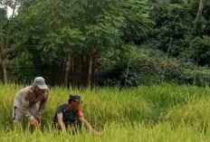 Babinsa Kodim 0408 Kian Gencar Turun Kesawah Bersama Masyarakat