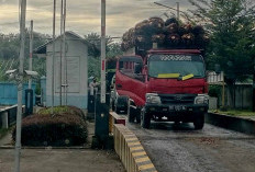 Harga TBS Stagnan, di Pabrik Rp2700 Per Kilogram