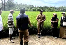 Petani Bengkulu Selatan Diajari Menanam Padi Gogo