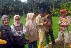 Tingkatkan  Swasembada Pangan, Penyuluh Datangi Petani