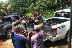 Berangkat Kerja, Honorer Di Seluma Meninggal Dunia 