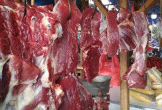 Daging Sapi Terpapar Penyakit Ngorok Bisa Dikonsumsi