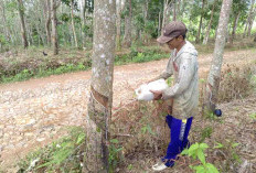 Harga Getah Karet Naik, Petani di Kaur Kembali Merawat Kebun Karetnya