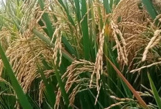 Padi Cibesi, Varietas Padi Unggul Pemberi Segalanya Bagi Petani, 13 Keunggulan Keunggulan Menonjol