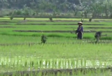 Bupati: Seluma Harus Tetap Jadi Lumbung Padi