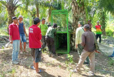 Jebak Harimau yang Meneror Desa Tanjung Kuaw, BKSDA Umpankan Ayam Dalam Kerangkeng