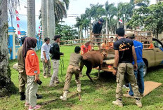 Perdes Hewan Ternak Mandul, Masih Banyak Ternak Berkeliaran di Desa