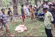 Curnak Beraksi Lagi, Warga Talang Padang Jadi Korban