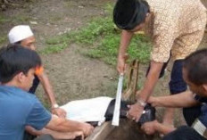 Cara Memotong Kambing Kurban Agar Daging Tidak Bau Perengus, Cukup Gunakan Satu Jenis Daun Ini