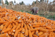 Petani di Seluma Akan Mendapat Bantuan Benih Jagung, Calon Penerima Masih Didata