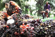 Harga TBS Sawit Di Bengkulu Selatan Melorot Lagi
