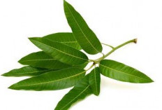 Cara Mudah Menghilangkan Bau Mulut Menggunakan Bahan Herbal, Aman dan Tidak Berbahaya