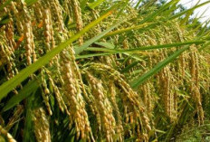 Cara Membuat Pupuk Kalium Silika Dari Bahan Alami, Biaya Murah Hasil Memuaskan