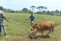 Cegah Penyakit Kembung, Peternak Disarankan Sediakan Rumah Khusus Ternak