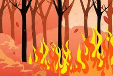 Kebakaran Hutan Di Bengkulu Selatan Marak, Tahun 2025 Seribu Hektare Hutan dan Lahan Terbakar