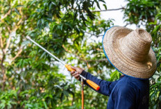 Bahaya Residu Pestisida pada Sayur dan Buah Bagi Manusia Terlebih Ibu Hamil, Begini Menghindarinya