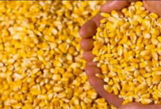 Harga Jagung Pipil di Bengkulu Selatan Masih Rendah