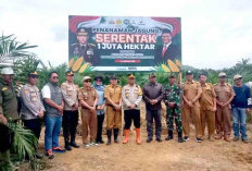 Camat Pino Raya Dukung Program Penanaman Jagung Serentak 1 Juta Hektare