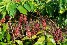 Harga Kopi di Seluma Masih Stabil Rp 52 Ribu per Kilogram