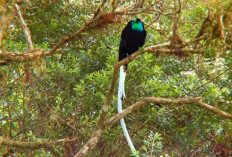 7 Jenis Burung Paling Langka dan Unik di Dunia, Salah Satunya ada di Papua, Ini Daftarnya