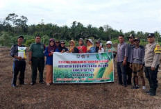 Desa Muara Jaya Prioritaskan Penanaman Jagung untuk Ketahanan Pangan