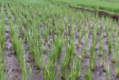 Cara Mengatasi Padi Terpapar Gejala Asam-asaman Dengan Mudah