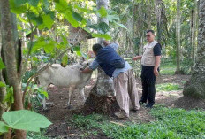 177 Ternak Mati Akibat Penyakit Sapi Ngorok