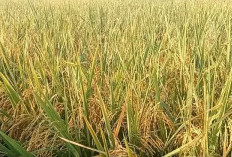 6 Varietas Benih Padi Unggul Rekomendasi Menghadapi Cuaca Ekstrem La Nina, Dijamin Hasil Tetap Melimpah