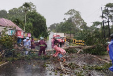 BREAKING NEWS! Pohon Besar Tumbang, Dua Warga Bengkulu Selatan Jadi Korban