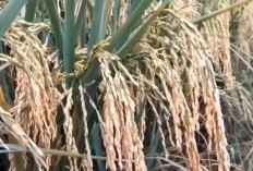 2 Varietas Turunan Padi Ciherang Yang Banyak Diburu Petani, Anakan Banyak dan Malai Panjang, Ini Varietasnya
