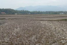 Irigasi Rusak, Petani di Desa Tambangan Bengkulu Selatan Tak Bisa Garap Sawah