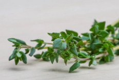 Daun Thyme, Tanaman Ajaib dari Indonesia yang Jadi Perhatian Dunia 