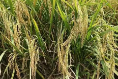 Padi Sedayu, Varietas Unggul yang Bisa Memaksa Petani Jadi Kaya