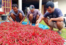 Harga Cabai Terjun Bebas 