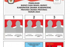 Ini Desain Bentuk Surat Suara Pilkada Kaur 2024