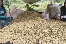 Kelompok yang Perlu Berhati-hati Mengonsumsi Buah Duku, Siapa Saja?
