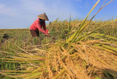Dandim Tinjau Panen Padi di Desa Sari Mulyo: Produktivitas Padi Capai 7 Ton per Hektare