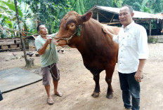 Sapi Kurban Prabowo Tiba di Seluma, Jenis Limosin Seberat 900 Kg