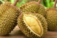 7 Jenis Durian Termahal di Dunia, Muang King Tak Masuk Daftar, Penasaran? Ini Daftarnya