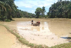 Hujan Mulai Rutin 120 Hektar Sawah Mulai Digarap