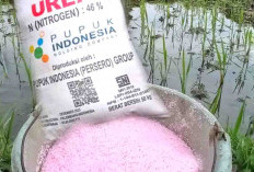 Harga Jual Pupuk Non Subsidi Naik Lagi