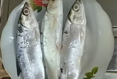 5 Ikan Lokal Indonesia Setara Salmon, Harga Lebih Murah Banyak Tersedia di Pasar
