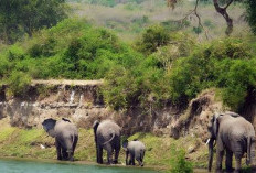 Taman Nasional Way Kambas di Lampung, Pusat Konservasi Satwa Yang Menarik Dikunjungi