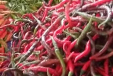 Harga Cabai Semakin Melejit, Pedagang Terpaksa Datangkan Stok Dari Lampung