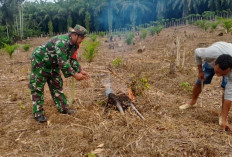 Anggota Satgas TMMD Ke-124 Kodim 0408 Bengkulu Selatan Bantu Warga Bersihkan Kebun Sawit
