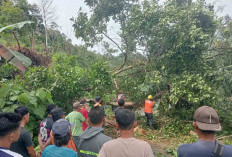 Dihantam Angin Kencang Tiang Listrik Patah, Pohon Tumbang