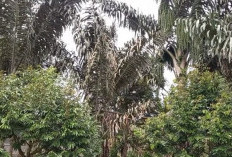 Peluang Usaha Perkrbunan Masa Depan, Bisa Mengalahkan Kelapa Sawit, Kerja Ringan, Hasil Melimpah