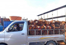 Harga Jual TBS Turun Lagi, Hasil Panen Sawit Petani Anjlok