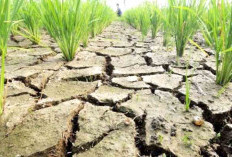 95  Hektar Lahan Sawah Pino Raya Gagal Kelola Akibat Kekeringan